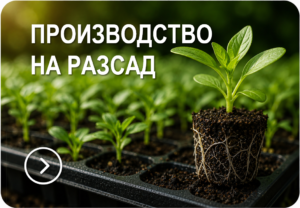 ПРОИЗВОДСТВО НА РАЗСАД